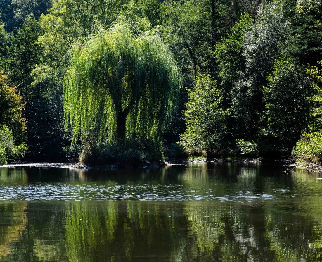 Le saule pleureur au bord de l'étang de la ferme