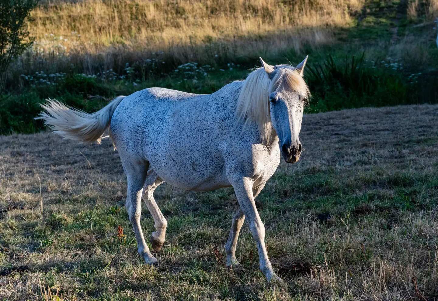 Furia, la jument blanche, traverse le pré