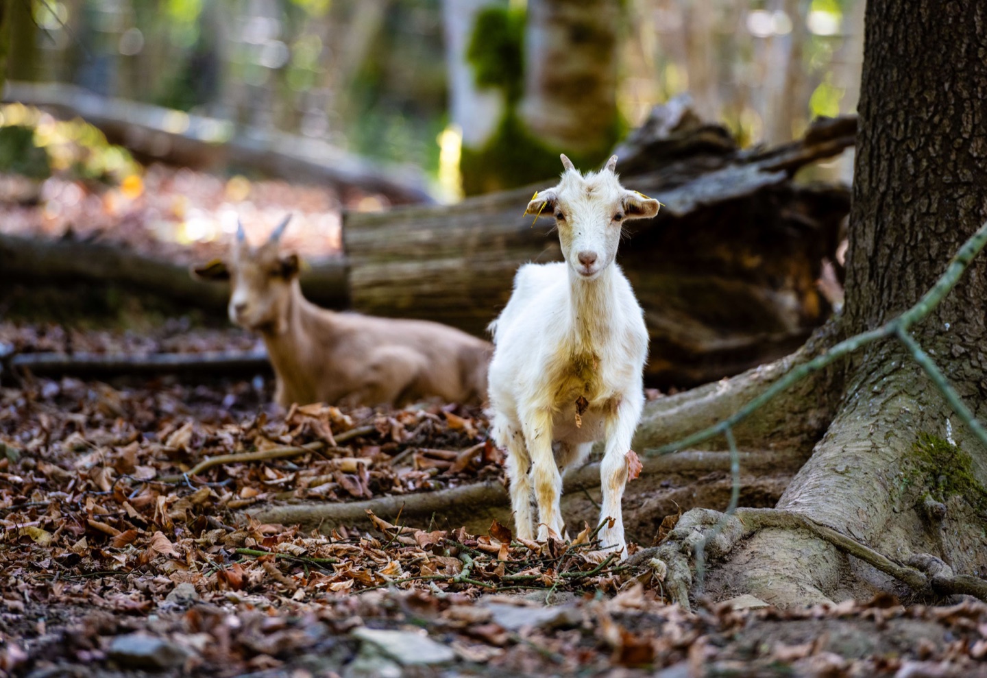 Aya et Pedro, les deux chèvres, dans le sous-bois