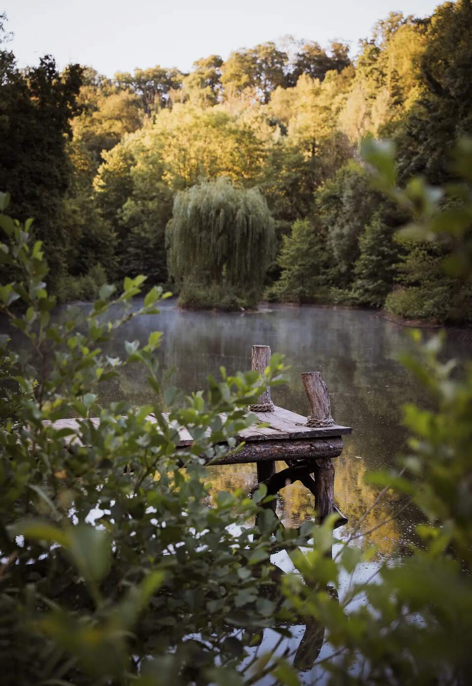 Le saule et l'étang au petit matin