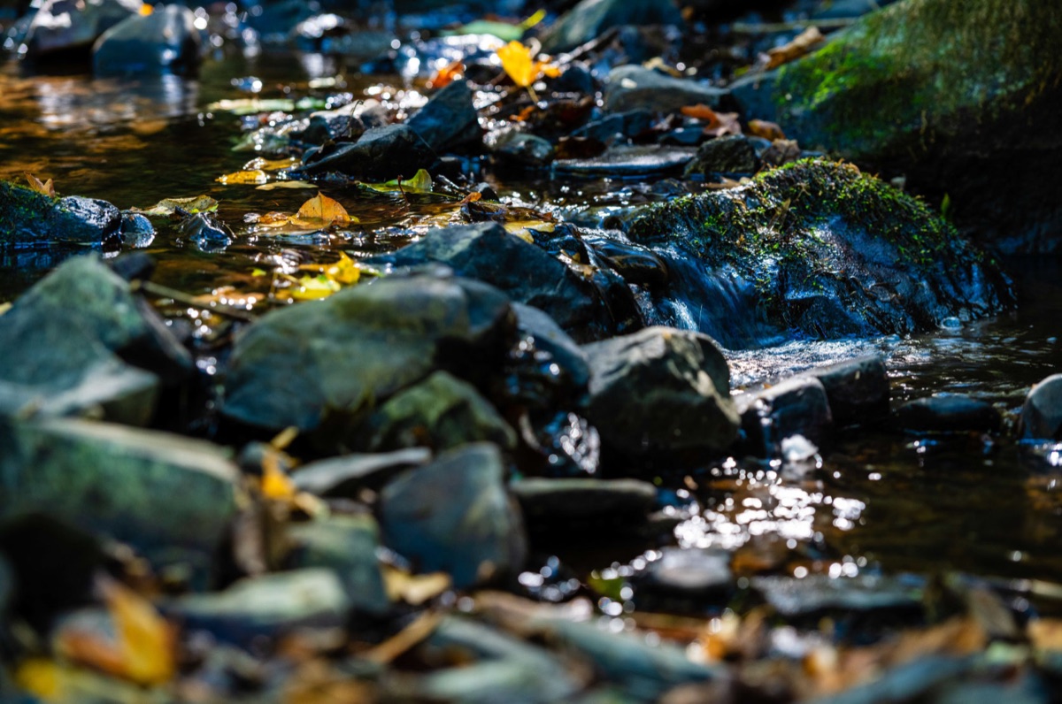 Une rivière coule entre les pierres moussues