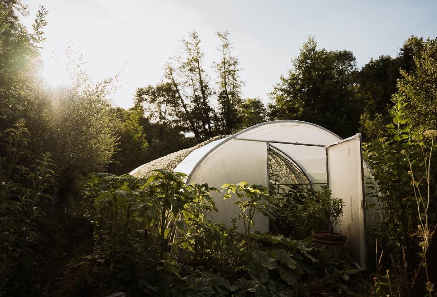 La serre au printemps, à contre-jour