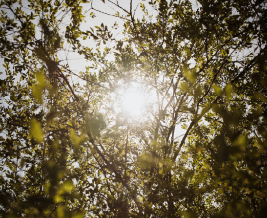 Le soleil traverse le feuillage d'un arbre au printemps