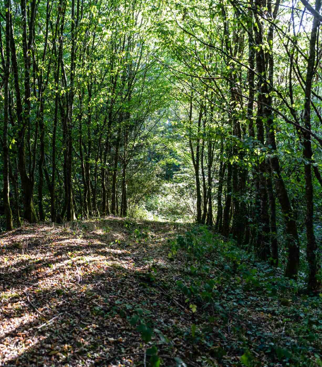 Un chemin traverse un sous-bois éclairé