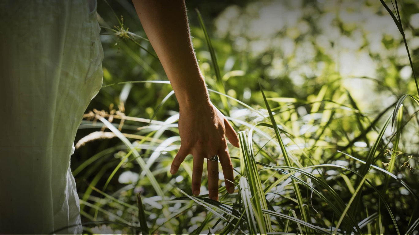 Une main effleure les hautes herbes d'un jardin en été