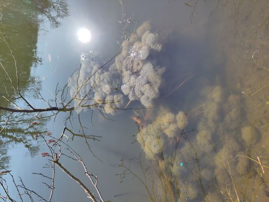 oeufs de crapauds à la ferme thérapeutique les heures étoilées