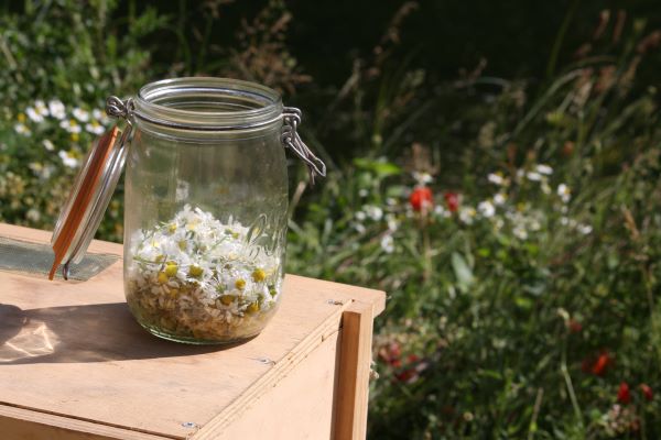 Fabrication de tisane de camomille à la Ferme Thérapeutique des Heures Etoilées