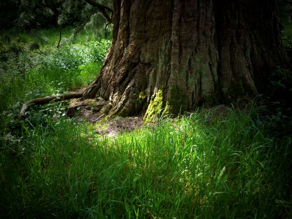 Un arbre solidement enraciné à la ferme thérapeutique des heures étoilées