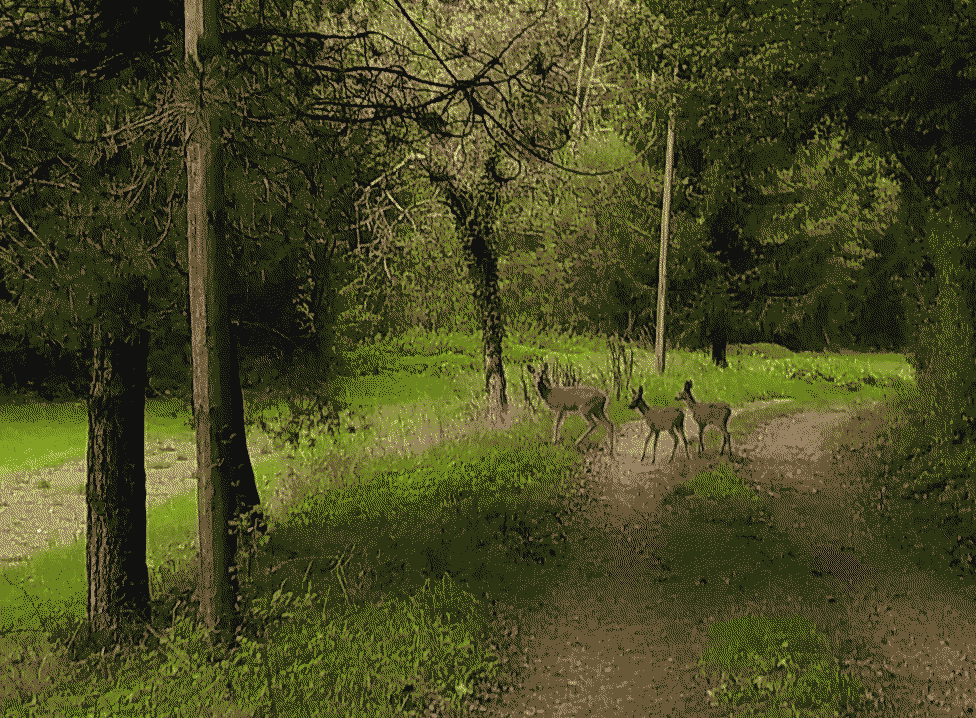 ferme thérapeutique dans le Calvados hypnose - les chevreuils