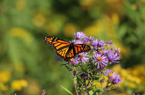 Un papillon monarque sur des asters