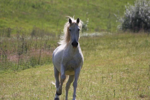 Furia, le cheval de la Ferme Thérapeutique, éprouve le sentiment de liberté