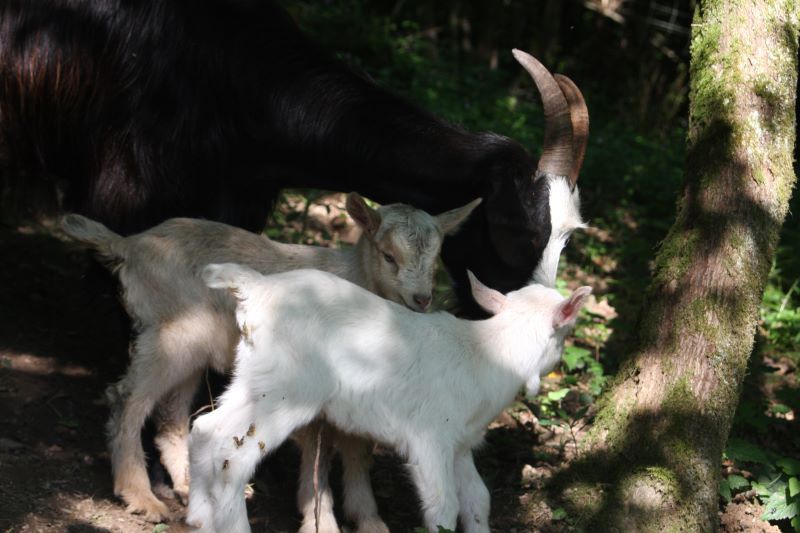 la douceur de la naissance des animaux à la ferme therapeutique des heures étoilées