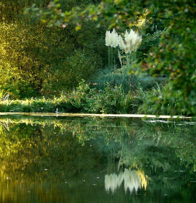 La nature se reflète dans l'eau à la ferme therapeutique des heures étoilées