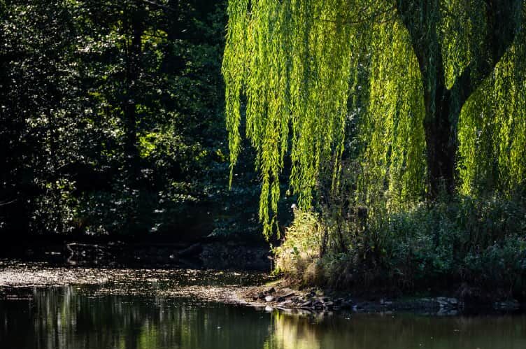 Le grand saule penché au bord de l'étang
